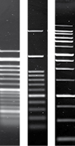 Agarose 11406.jpg